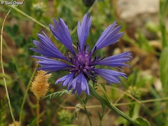 Centaurea cyanoides