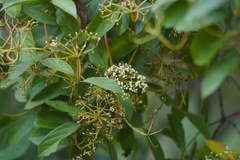 Viburnum triphyllum