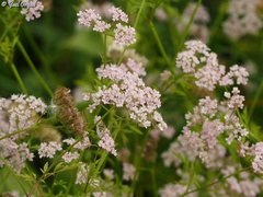 Chaetosciadium trichospermum