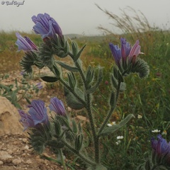 Echium judaeum