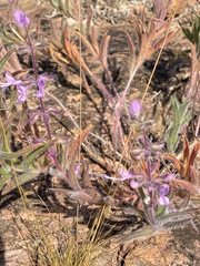 Syncolostemon canescens
