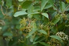 Viburnum triphyllum