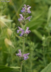 Nepeta curviflora