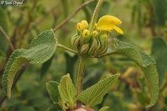 Phlomis viscosa