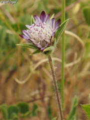 Pterocephalus brevis