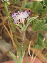 Pterocephalus brevis