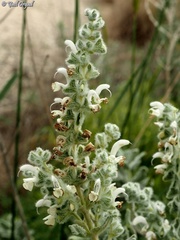 Salvia dominica