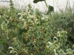 Salvia dominica