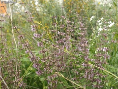 Salvia judaica