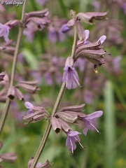 Salvia judaica