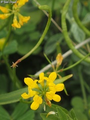 Securigera parviflora