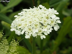Tordylium trachycarpum