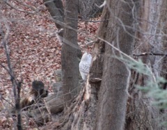 Bubo virginianus subarcticus