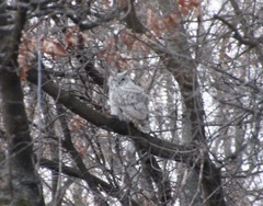 Bubo virginianus subarcticus