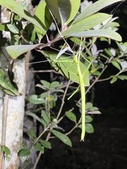 Huananphasma amicum