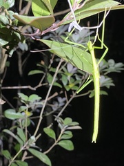 Huananphasma amicum