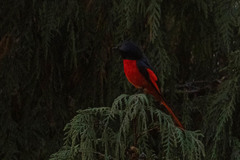 Pericrocotus brevirostris