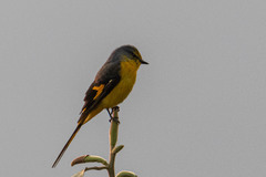 Pericrocotus brevirostris