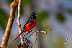 Pericrocotus brevirostris