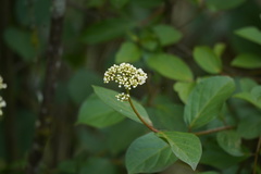 Viburnum triphyllum