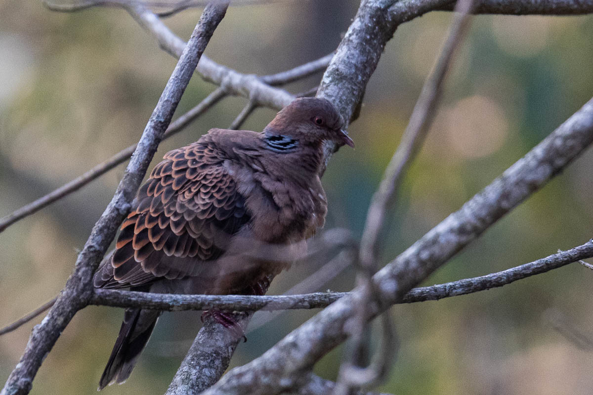 Laughing Dove