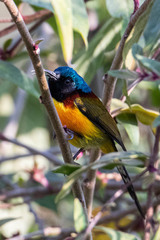 Aethopyga nipalensis