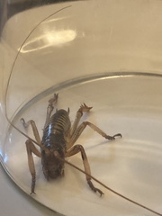 Hemideina crassidens