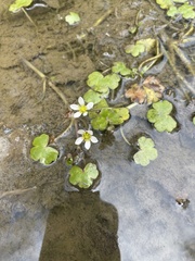 Ranunculus hederaceus