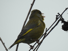 Chloris chloris