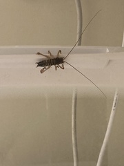 Hemideina crassidens