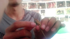 Anolis auratus