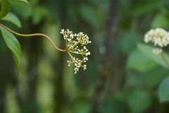 Viburnum triphyllum