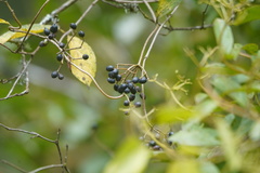 Viburnum triphyllum