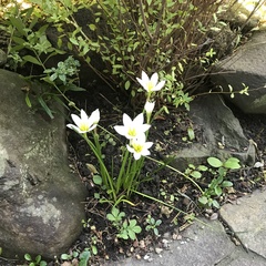 Zephyranthes candida