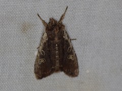 Lithophane oriunda