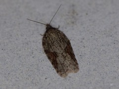 Acleris ptychogrammos