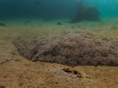 Backwater Butterfly Ray photo 2