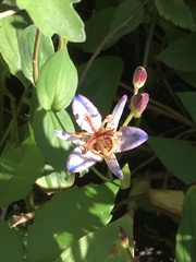 Tricyrtis formosana