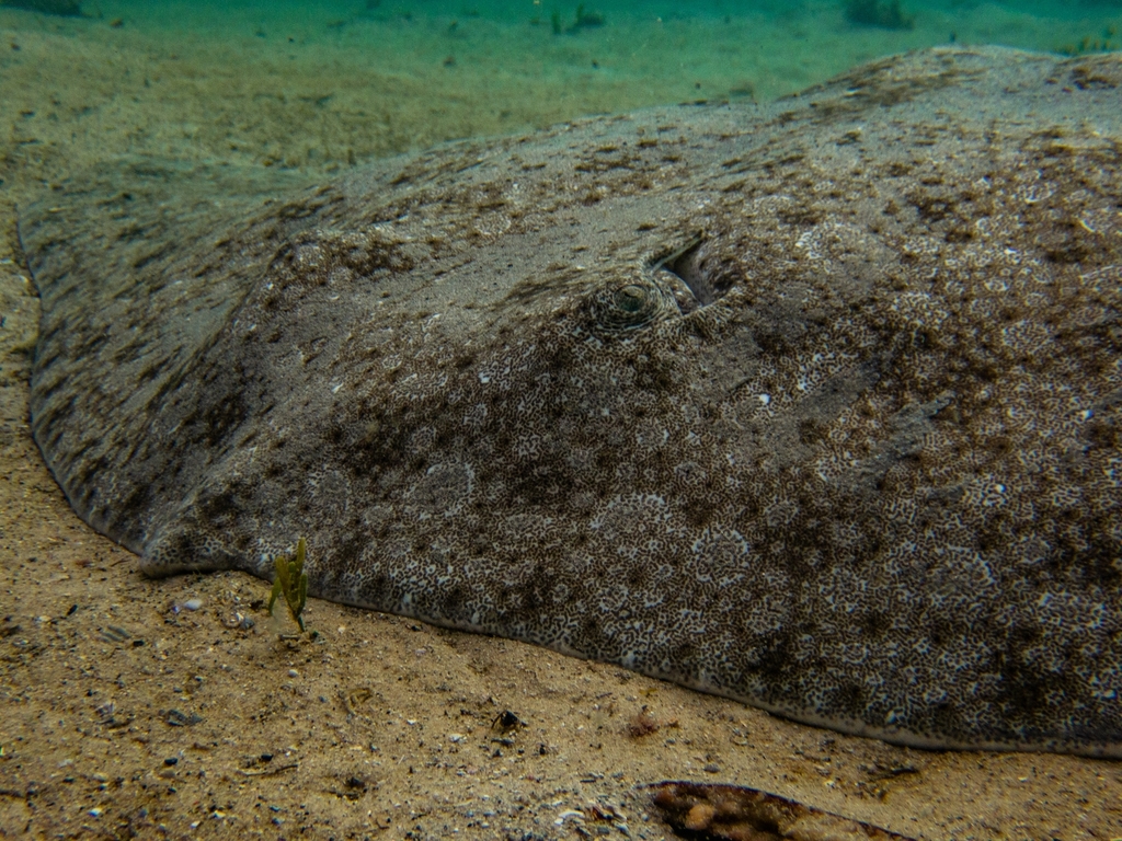 Butterfly Rays