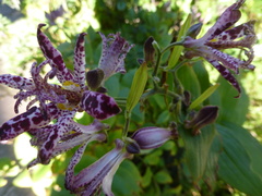 Tricyrtis formosana