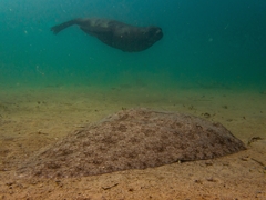 Backwater Butterfly Ray photo 3