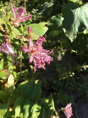 Tricyrtis formosana