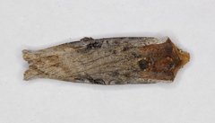 Xylena thoracica