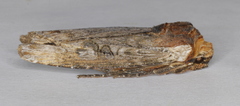 Xylena thoracica