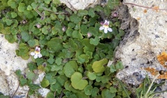 Cymbalaria