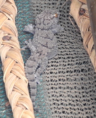 Chondrodactylus turneri