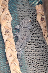 Chondrodactylus turneri