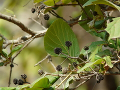 Mitragyna parvifolia
