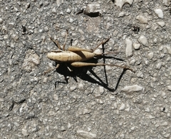 Eupholidoptera leucasi