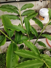 Aframomum angustifolium
